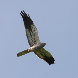 Wiesenweihe im Flug am Himmel | © Zdenek Tunka