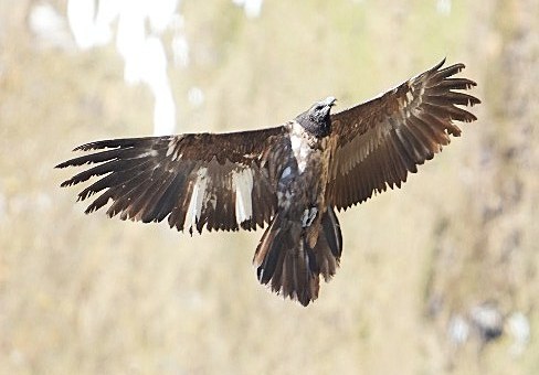 Wiggerl im Oktober 2025 im Großglocknergebiet | © Christoph Kleinbruckner