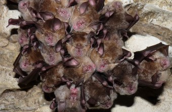 Viele Große Hufeisennasen kuscheln zusammen an einer felsigen Decke | © Rudi Leitl