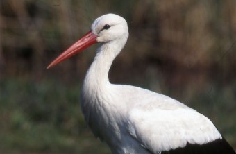 Weißstorch Ziegentom | © Familie Stöcklein