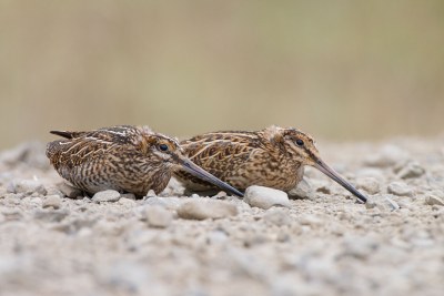 Zwei Bekassinen sitzen nebeneinander auf einem steinigen Boden | © Ros Rößner