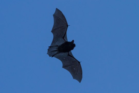 Fliegende Zwergfledermaus | © Andreas Hartl