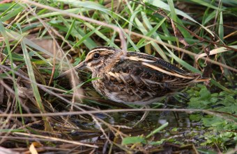 Zwergschnepfe im Gras | © Zdenek Tunka