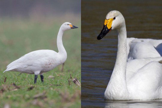 Zwergschwan Collage | © Gunther Zieger/ Marcus Bosch