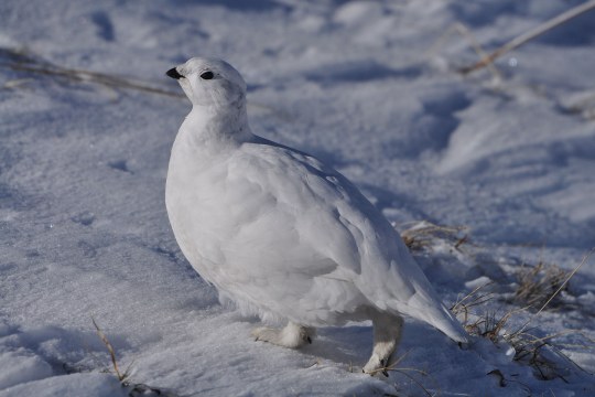 Alpenschneehuhn im Winterkleid | © Henning Werth