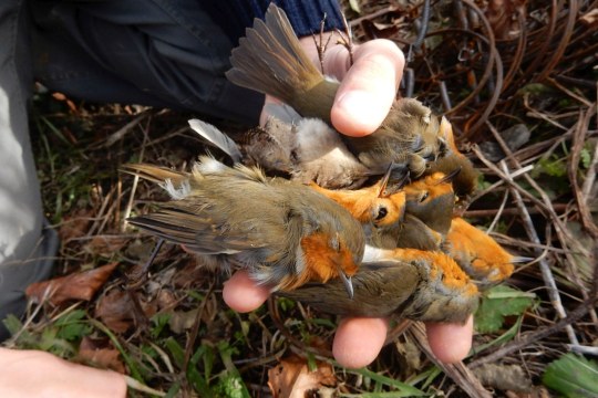 Getötete Rotkehlchen | © CABS