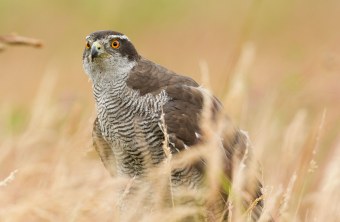 Habicht in einem Feld am Boden | © Rosl Rößner