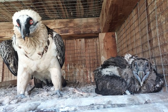 Bartgeier Mädchen 1147 mit ihrer Mutter Viola | © Pakillo Rodriguez, Guadalentin, Junta de Andalucia
