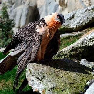 Bartgeier | © Dieter Hopf