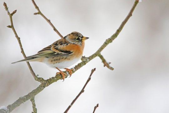 Ein Bergfink sitzt auf einem Ast im Winter | © Ralph Sturm