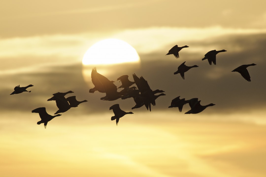Silouette eines Graugans-Schwarms im Flug, im Hintergrund die Sonne | © Hans Clausen