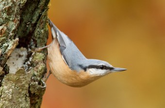 Ein Kleiber sitzt kopfüber an einer Futterstelle in einem Astloch | © Rosl Roessner