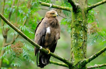 Schreiadler sitzt auf Ast | © Manfred Waldhier