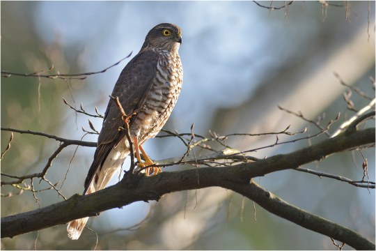 Sperber | © Herbert Henderkes