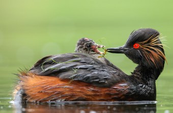 Schwarzhalstaucher mit Jungtier | © Claudia Becher