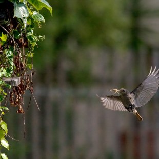 Hausrotschwanz im Flug  | © Erich Obster