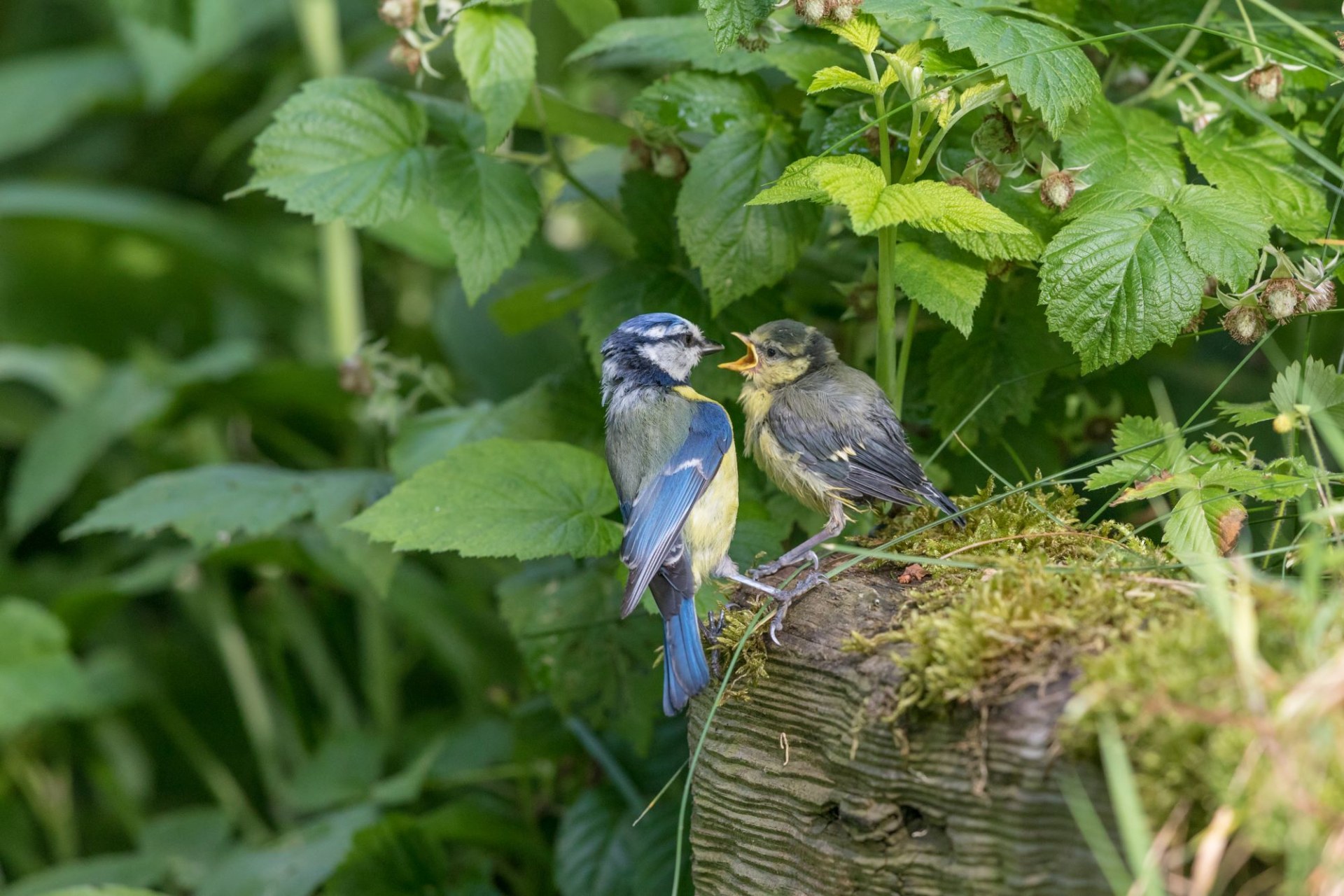 Blaumeisen | © Andreas Hartl
