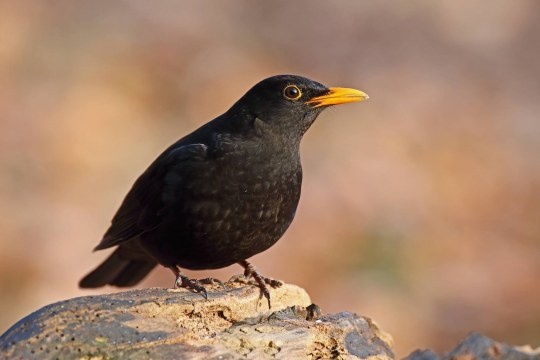Amsel sitzt auf einem toten Stück Holz | © Frank Derer