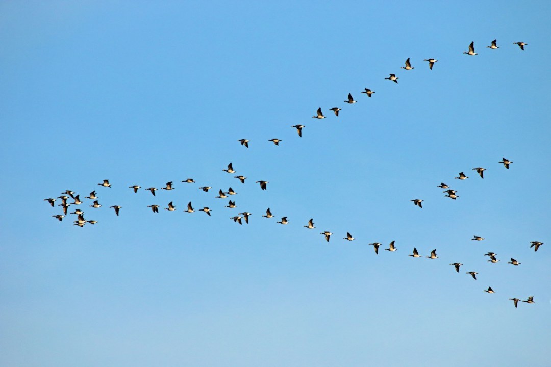 V-Formation am Himmel Schwarm Weisswangengans, Nonnengans | © Frank Derer