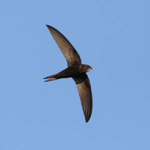 Mauersegler im Flug  | © Tunka Zdenek