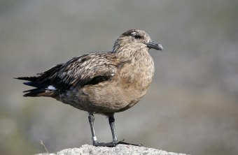 Skua steht auf Felsen | © Frank Derer