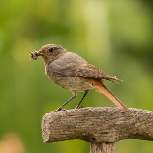 Hausrotschwanz Weibchen | © Andreas Hartl