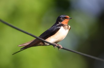 Rauchschwalbe sitzt auf einer Leitung | © Tunka Zdenek