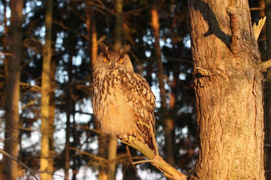 Uhu im Baum blickt in die Kamera | © LBV