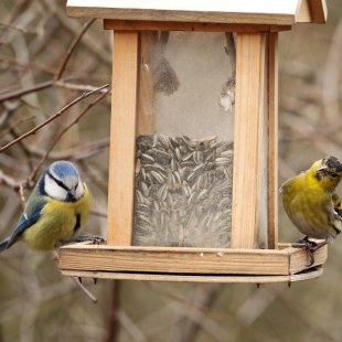 Erlenzeisig und Blaumeise am Futterhaus | © Claudia Becher