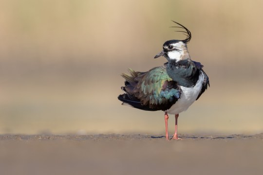 Kiebitz | © Gunther Zieger