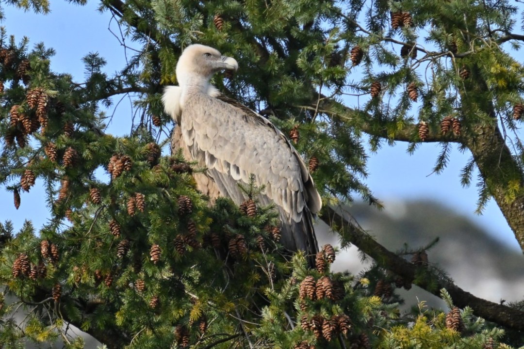 Gänsegeier Bad Reichenhall | © Dr. Michael Wittmann