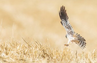 Fliegendes Wiesenweihen Männchen auf Feld | © Stefan Deinzer