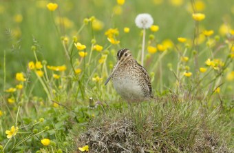A-74-21_Bekassine | © Rosl Roessner