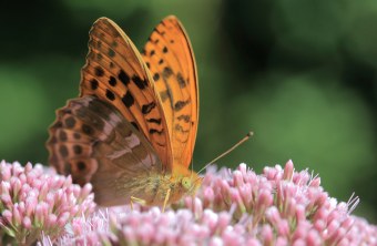 Kaisermantel | © Stefan Masur
