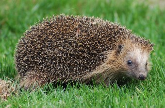 Igel | © Dr. Andreas von Lindeiner