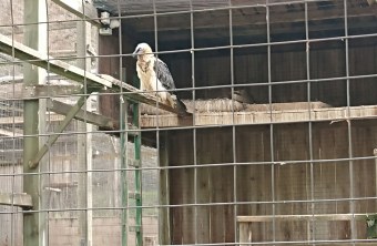 Adulter Bartgeier in einer Voliere im Bartgeierzuchtzentrum in Spanien | © Toni Wegscheider