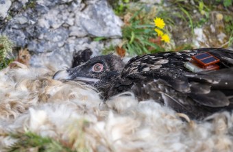 Bartgeier Alosa im Nest | © Hansruedi Weyrich