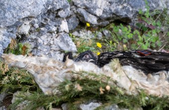 Bartgeier Alosa im Nest | © Hansruedi Weyrich