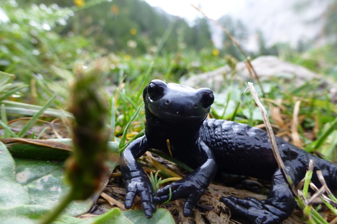 Alpensalamander schaut frontal in die Kamera, die am Boden liegt. Nahaufnahme | © alegria2014/CanvaPro