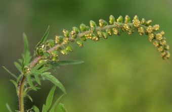 Ambrosia Nahaufnahme | © Petra Altrichter