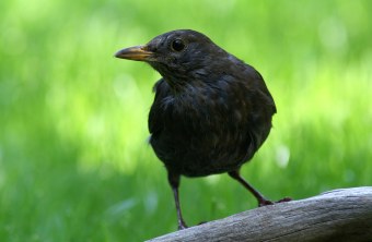 Amsel | © Hans Schaffelhofer