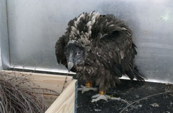 Bartgeier Wally in Nürnberg | © Jörg Beckmann