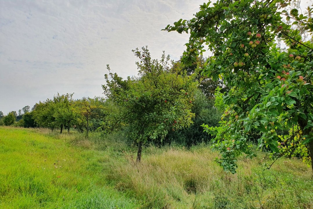 Ausgleichsfläche Atzmannsricht Positivbeispiel | © LBV