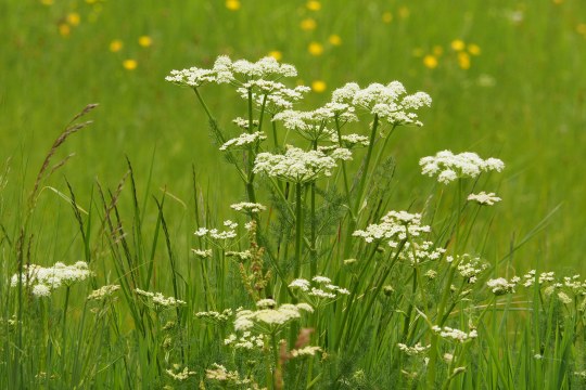 Bärwurz auf einer Wiese | © Franziska Wenger