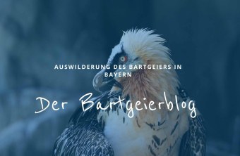 Bartgeier mit Aufschrift Der Bartgeierblog | © Christoph Moning