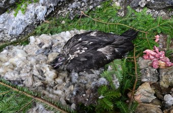 Bartgeier Sisi im Nest in der Nische | © Hansruedi Weyrich