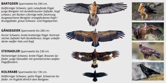 Bartgeier Unterscheidung
