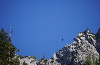 Bartgeier im Flug über Bergen, man sieht ihn nur sehr klein | © Veronika Heel