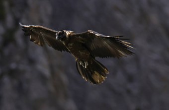 Bartgeier Vinzenz | © Markus Leitner