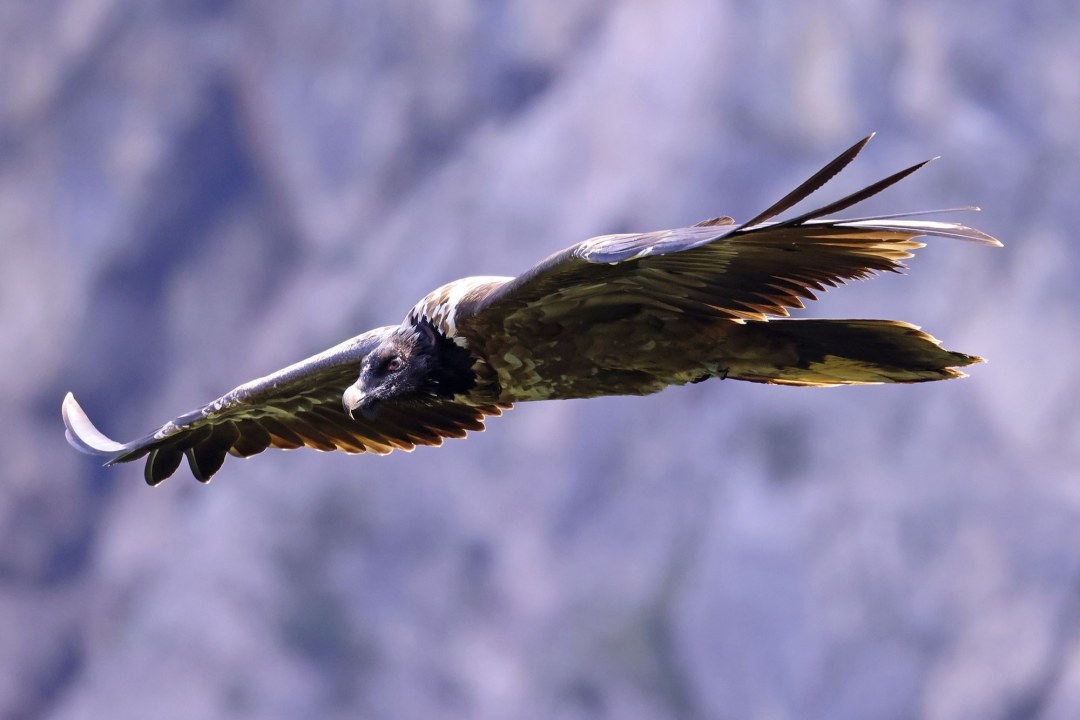 Bavaria seitlich | © Markus Leitner